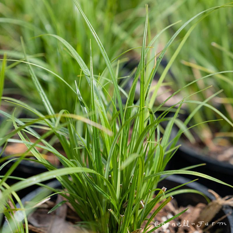 Slough Sedge Forms A Thick Wet-Soil Mat Slough Sedge Forms A Thick Wet-Soil Mat