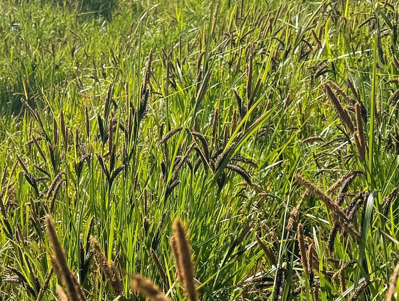 Slough Sedge Loves Low, Damp Clay Spots