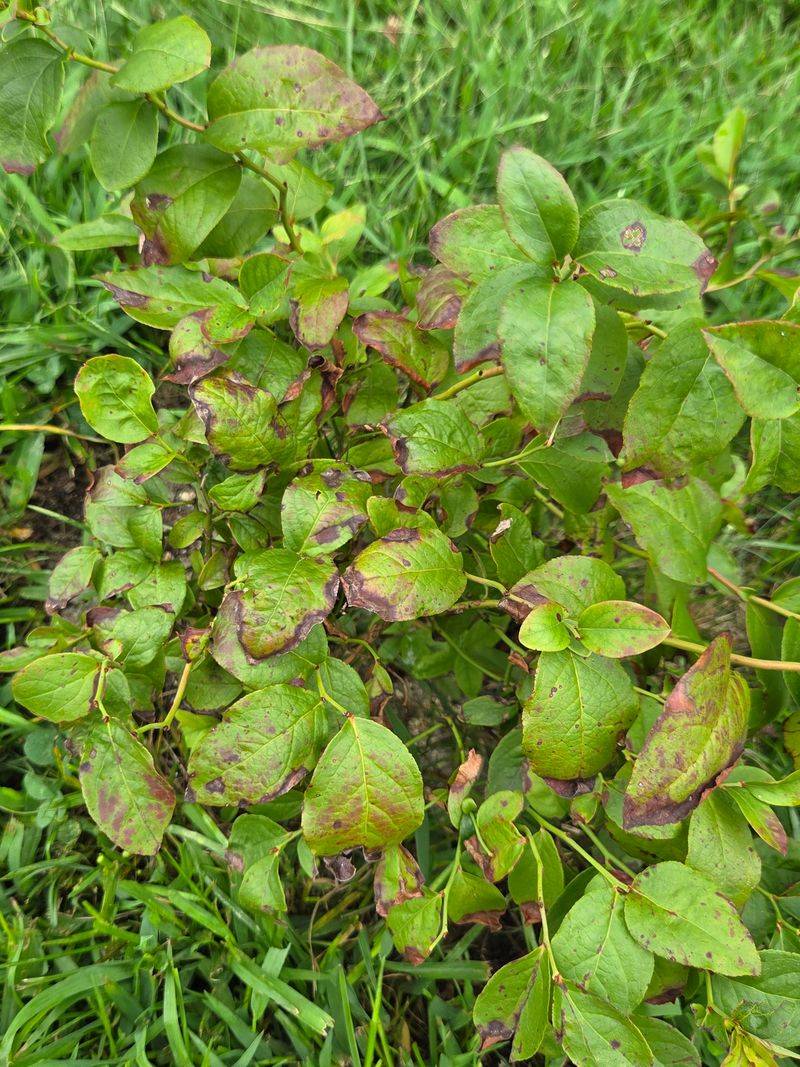 Slow Chlorosis Appears First Slow Chlorosis Appears First