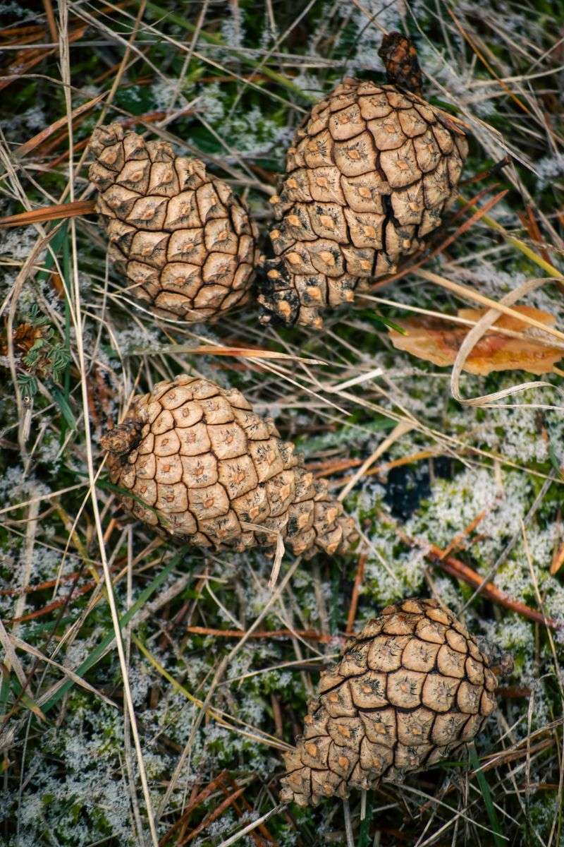 Slow Decomposition Feeds Microbes And Improves Soil Texture Over Time