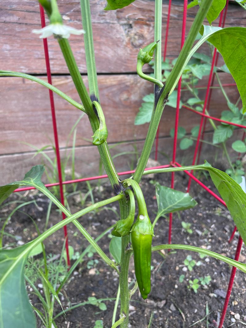 Slow Growth Or Weak Stems