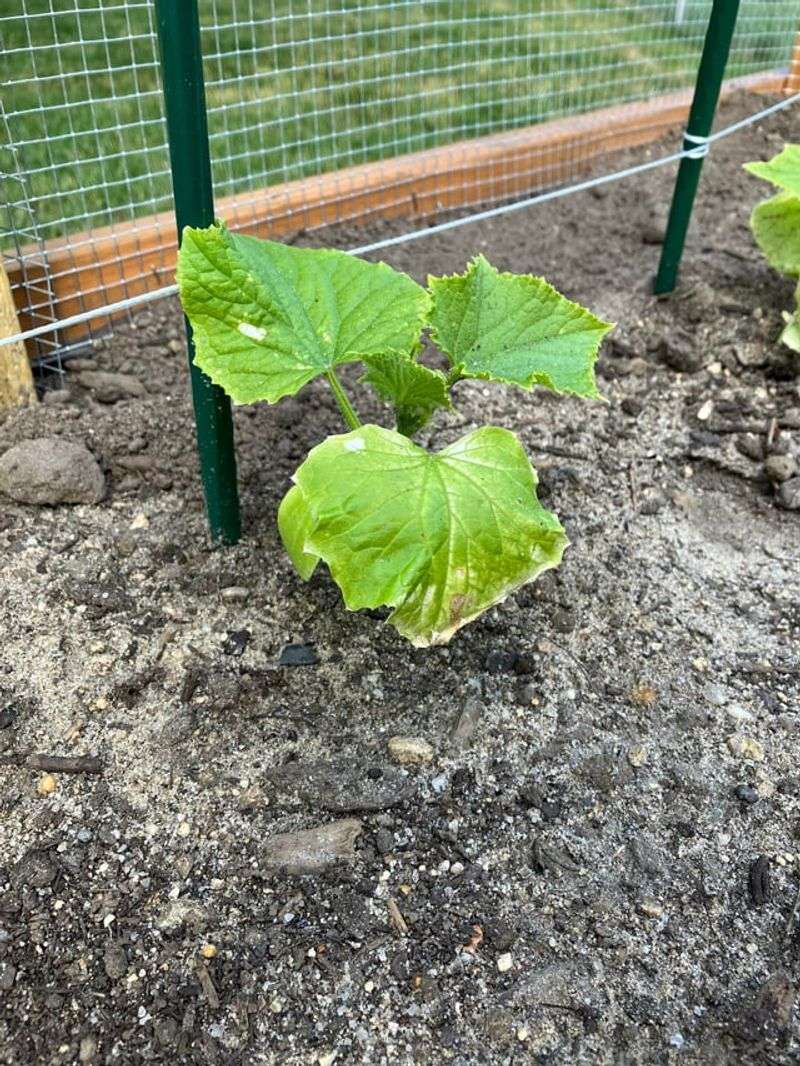 Slow Growth Usually Means The Soil Cannot Breathe, Not That It Is Hungry Slow Growth Usually Means The Soil Cannot Breathe, Not That It Is Hungry