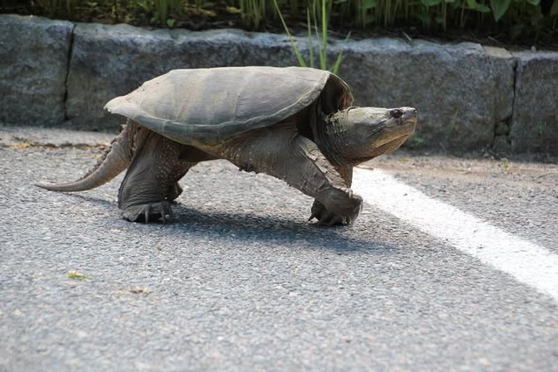 Slow Movement Can Still Mean Strong Survival Instinct Slow Movement Can Still Mean Strong Survival Instinct