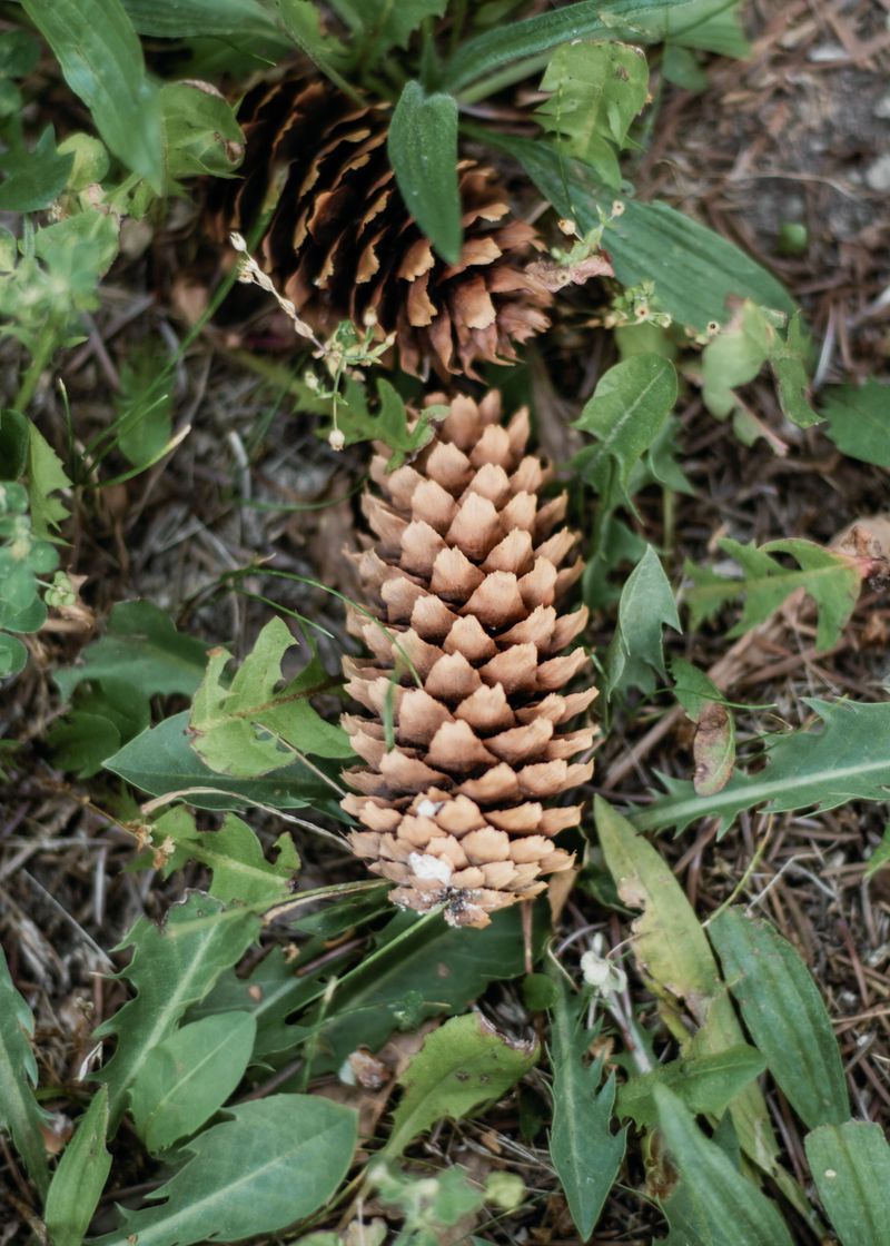 Slowly Adds Organic Matter To Clay Soil Over Many Growing Seasons