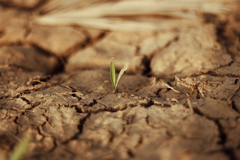 Slows Recovery Time During Drought Periods Slows Recovery Time During Drought Periods