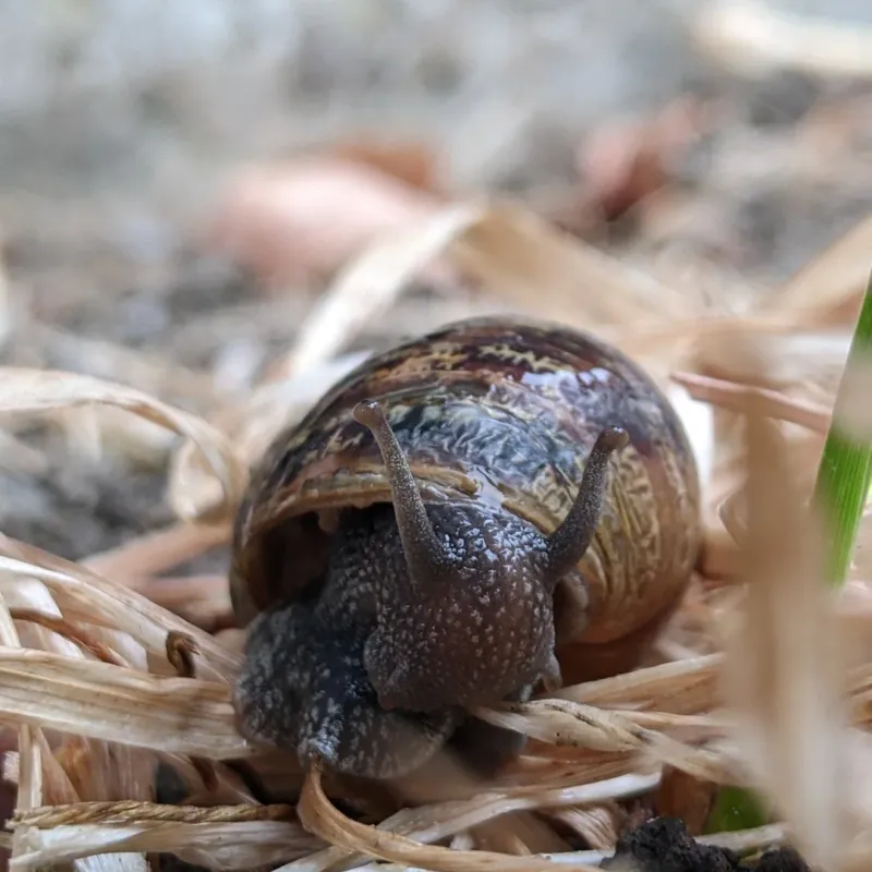 Slugs And Snails Slugs And Snails