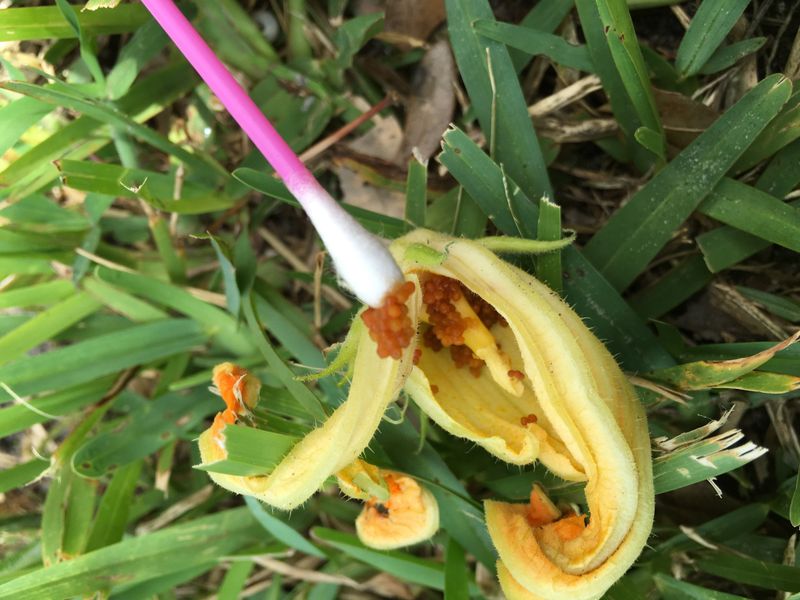 Slugs Leave Ragged Blossom Edges Slugs Leave Ragged Blossom Edges