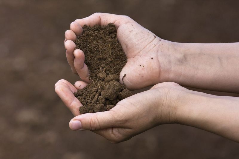 Small Amounts Of Sand Do Not Create Loam Small Amounts Of Sand Do Not Create Loam