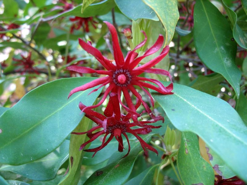 Small Anise-Tree Fits Moist Shaded Edges
