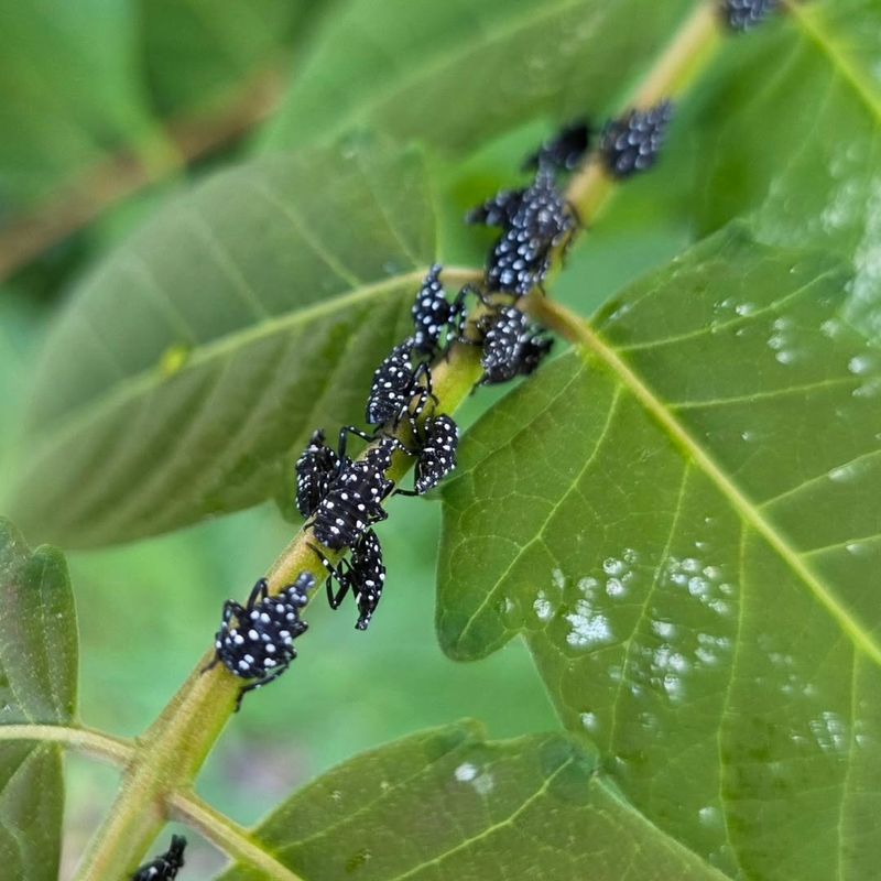 Small Black Or Red Nymphs Moving Before Adults Appear