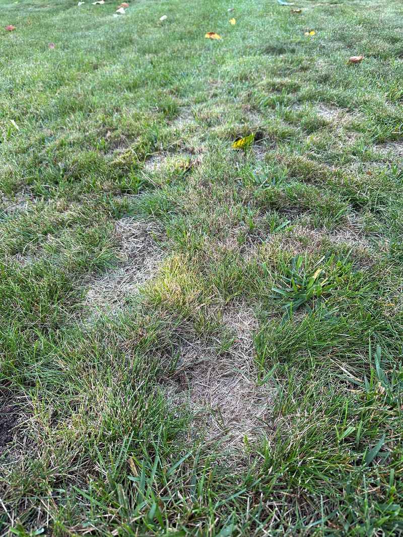 Small Bumps And Shallow Low Spots Respond Well To Top Dressing