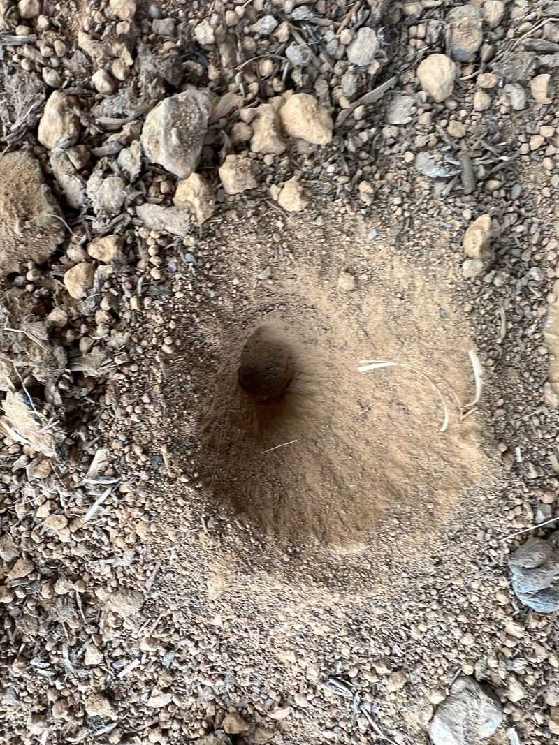 Small Cone-Shaped Holes In Your Lawn
