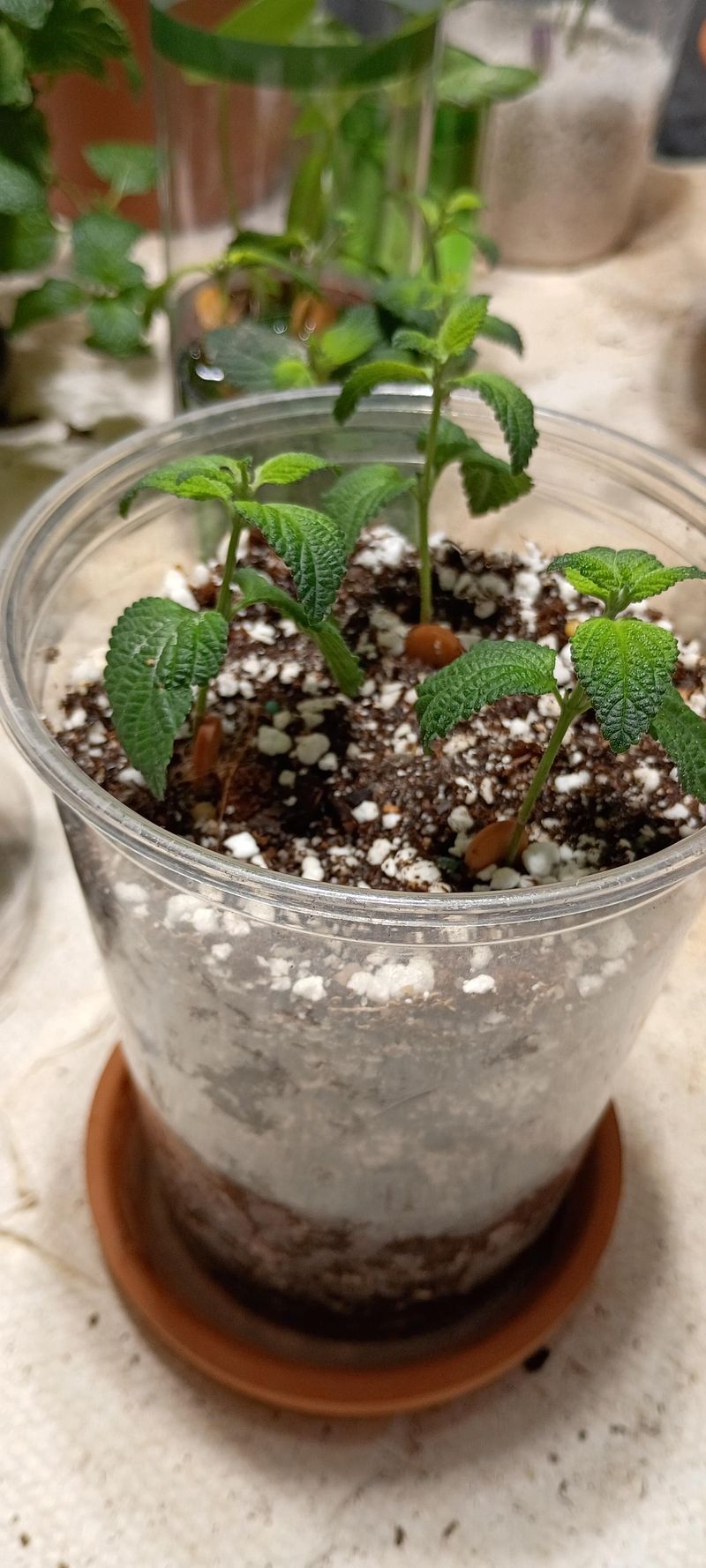 Small Containers Can Dry Out Before Buds Form