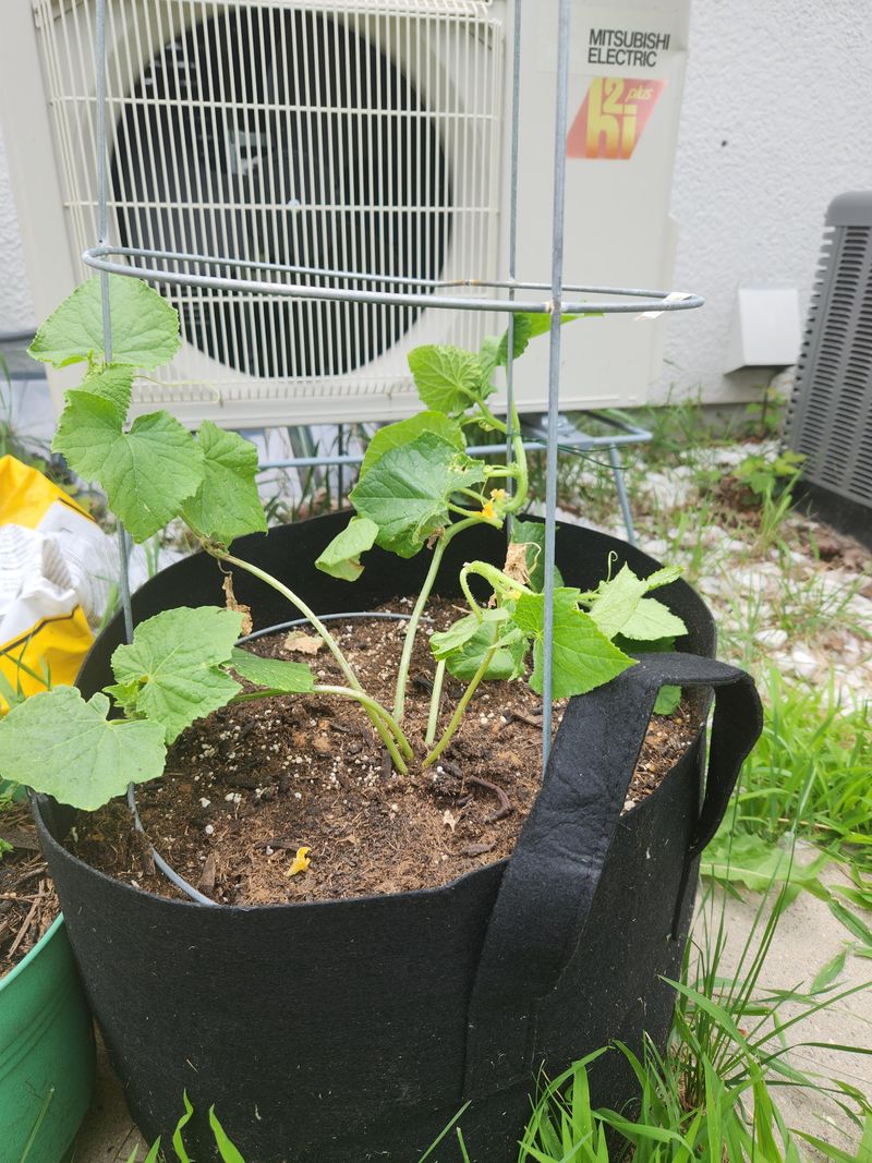 Small Containers Dry Out Too Fast For Cucumbers