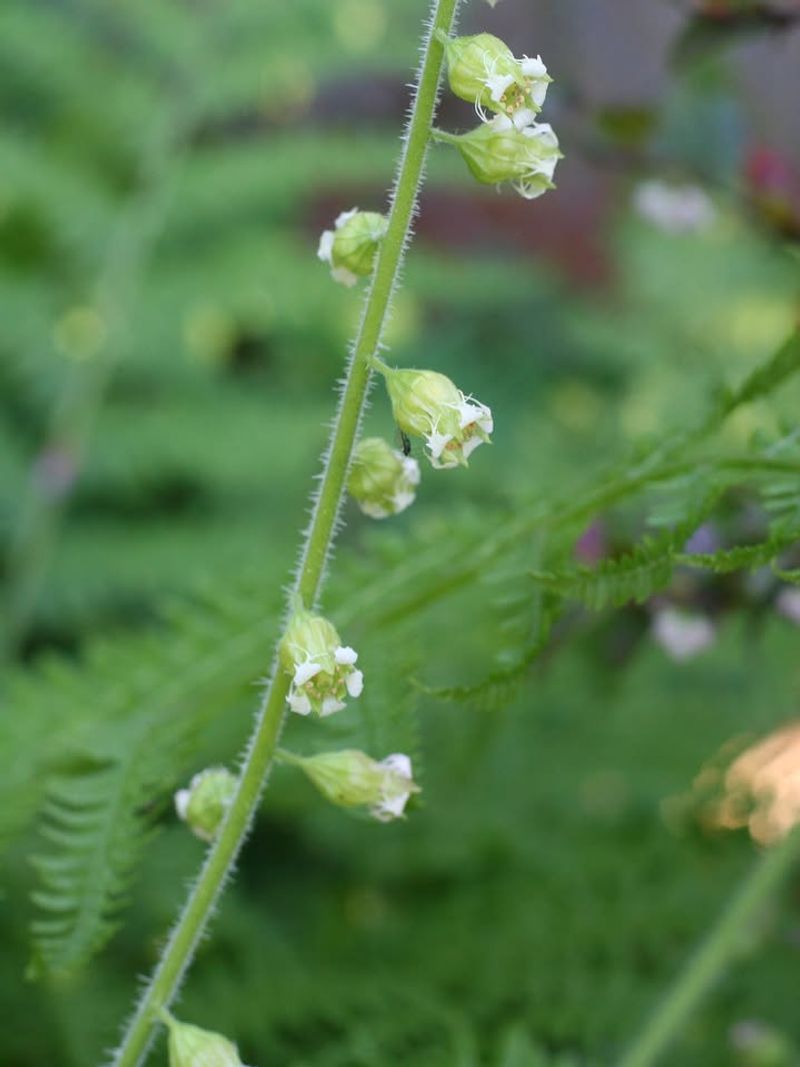 Small-Flowered Alumroot