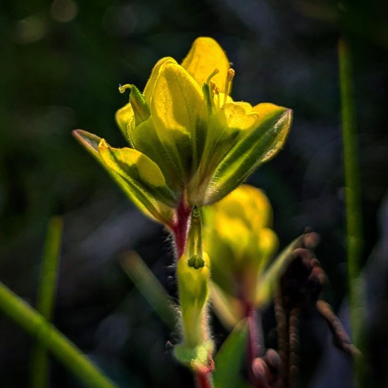 Small-Flowered Alumroot
