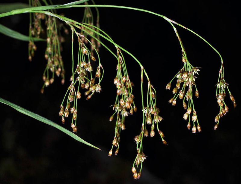 Small-Flowered Woodrush Thickens Cool Woodland Edges Small-Flowered Woodrush Thickens Cool Woodland Edges