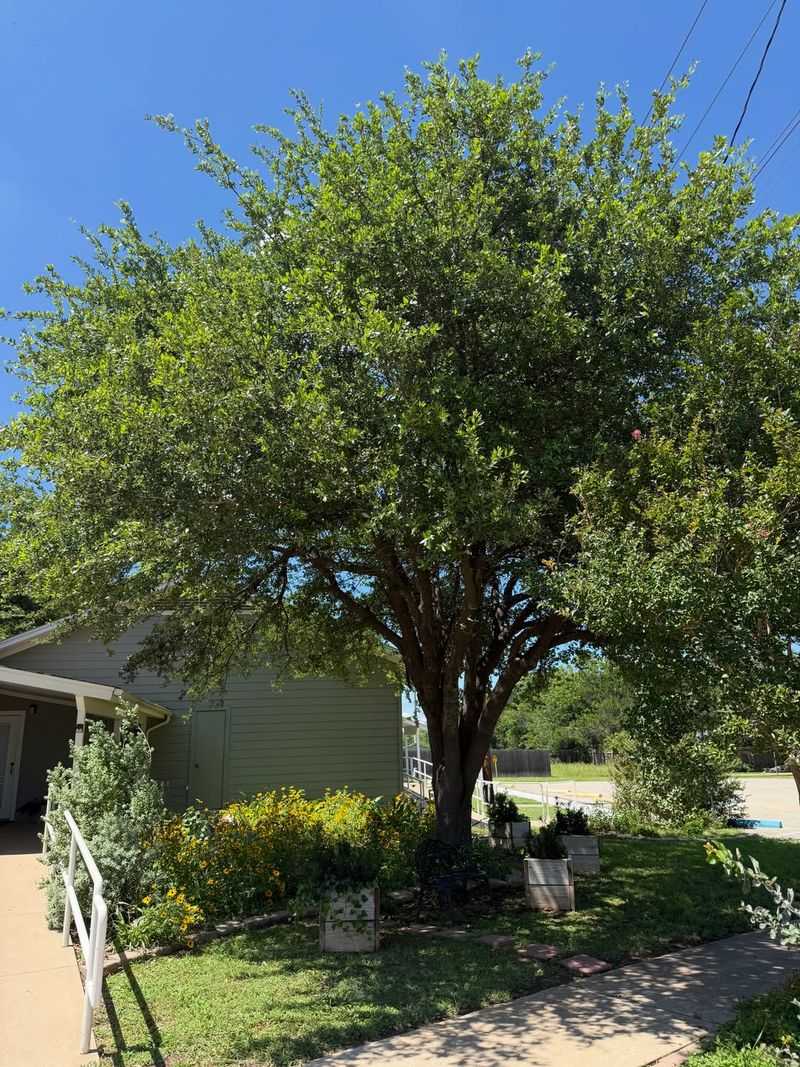 Small Front Yards May Not Be Wide Enough For A Mature Canopy Small Front Yards May Not Be Wide Enough For A Mature Canopy