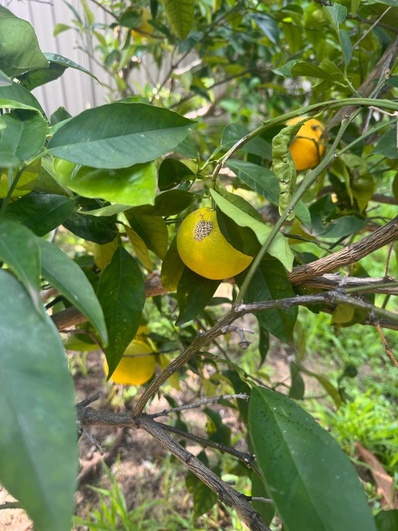 Small Fruit And Weak Growth Point To Root Stress