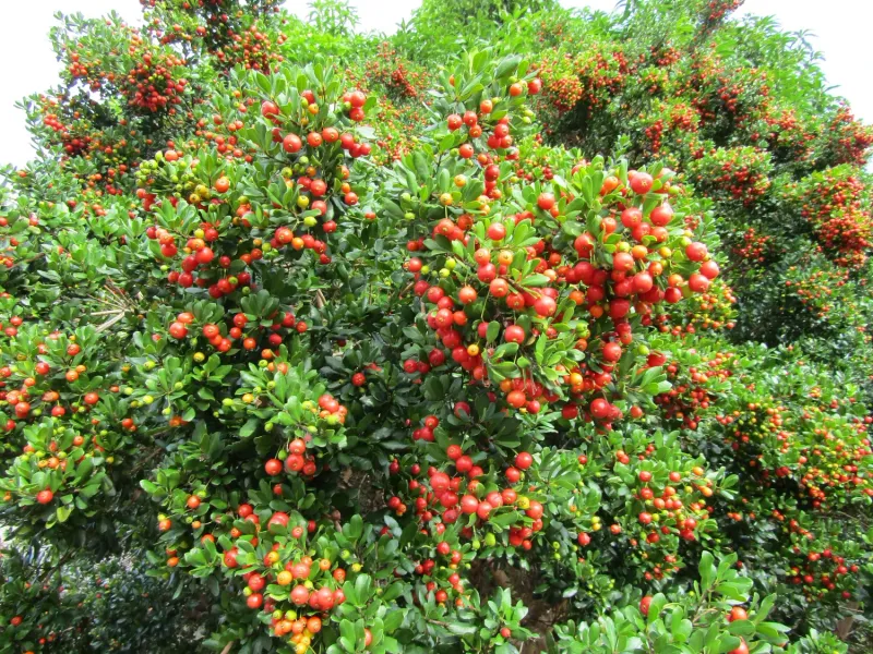 Small Fruit Feeds Birds Without Turning The Yard Into A Buffet