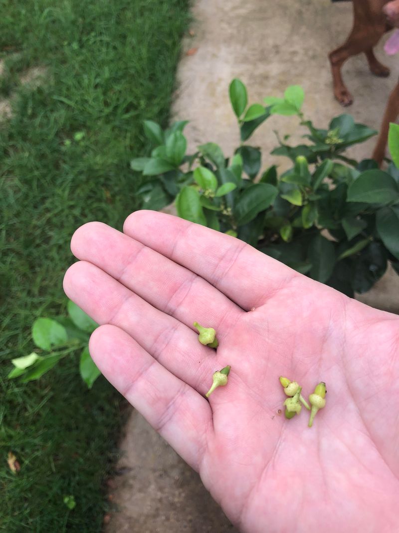 Small Fruit Often Falls In Late Spring And Early Summer Small Fruit Often Falls In Late Spring And Early Summer