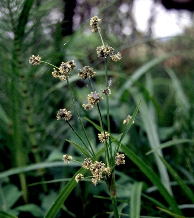 Small-Fruited Bulrush Fills Soggy Garden Edges Small-Fruited Bulrush Fills Soggy Garden Edges