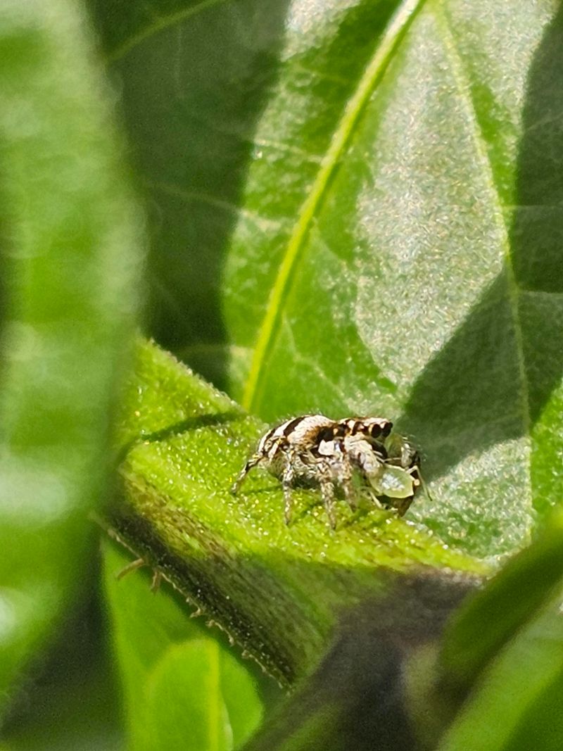 Small Garden Insects Become Easy Prey Small Garden Insects Become Easy Prey