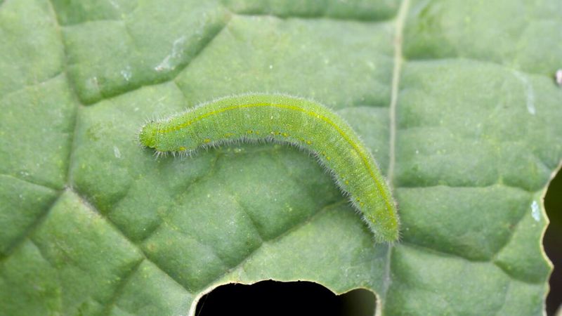 Small Green Caterpillars Hide On Brassicas