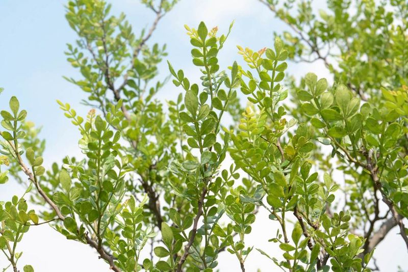 Small Leaves Help The Shrub Look Dense And Intentional