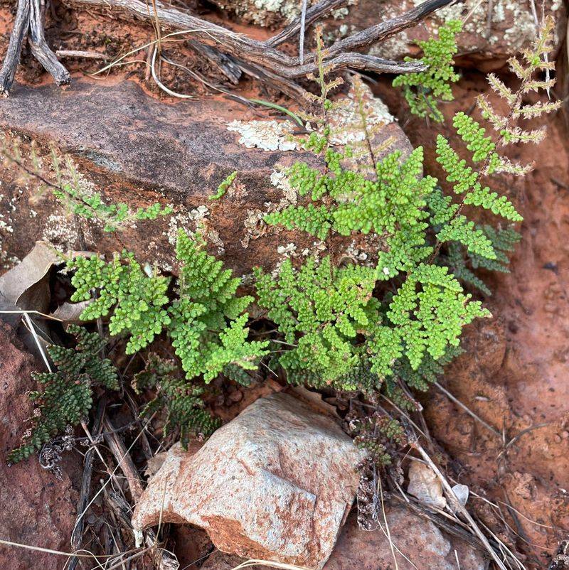 Small Leaves Lose Less Water