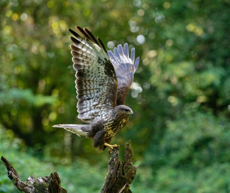 Small Mammals Or Birds Could Be Drawing It Closer Small Mammals Or Birds Could Be Drawing It Closer