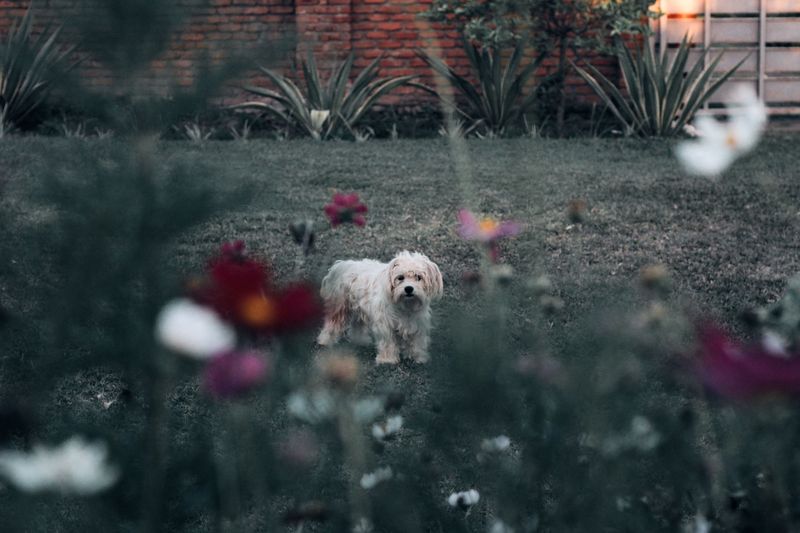Small Pets And Backyard Animals Left Unattended Small Pets And Backyard Animals Left Unattended