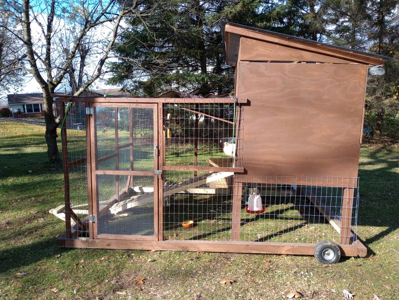 Small Pets And Backyard Chickens Need Extra Protection
