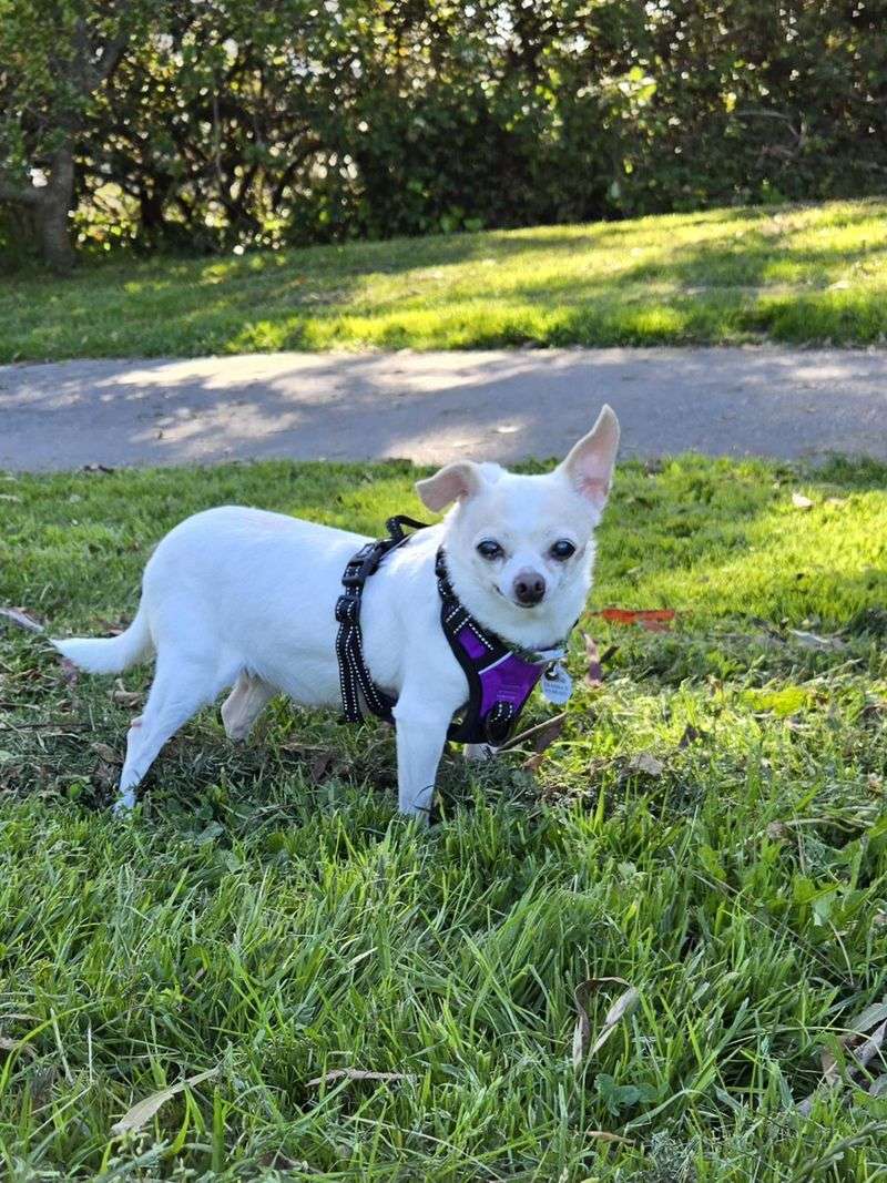 Small Pets Need Extra Care During Nighttime Activity Small Pets Need Extra Care During Nighttime Activity