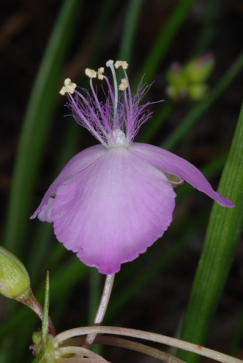 Small Pink Blooms Add Quiet Color