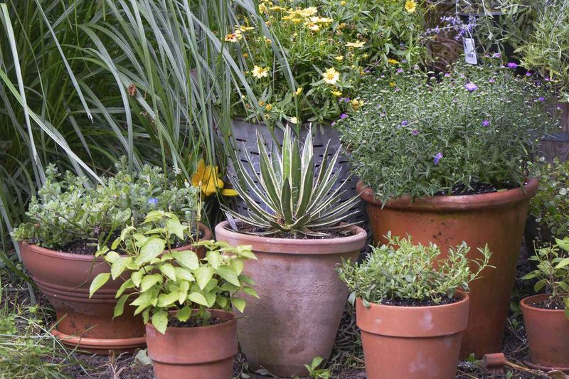 Small Pots Run Out Of Moisture First