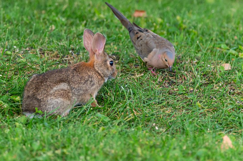 Small Prey Are Active In Your Area Small Prey Are Active In Your Area
