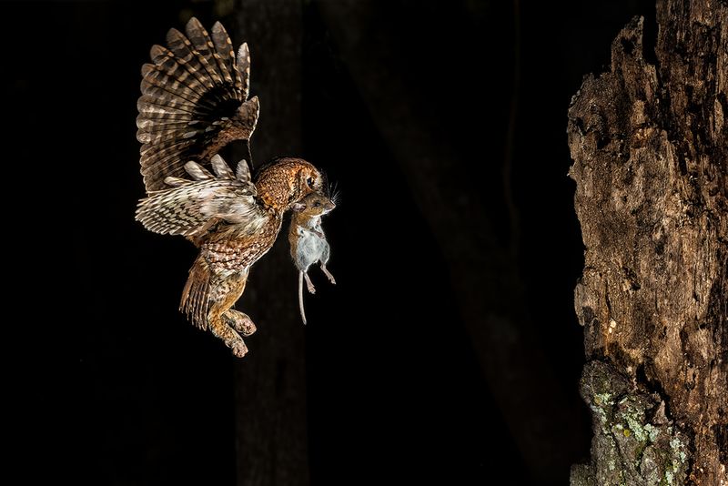 Small Prey Could Be Drawing It Closer After Dark Small Prey Could Be Drawing It Closer After Dark