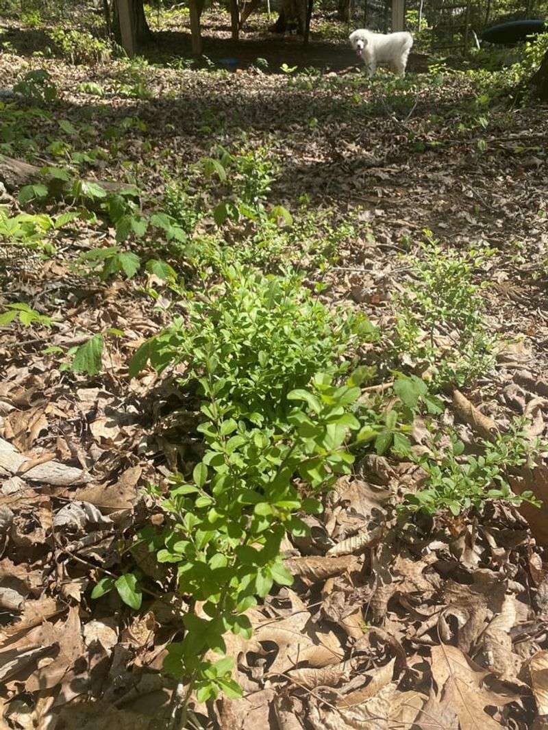 Small Seedlings Are Easier To Handle