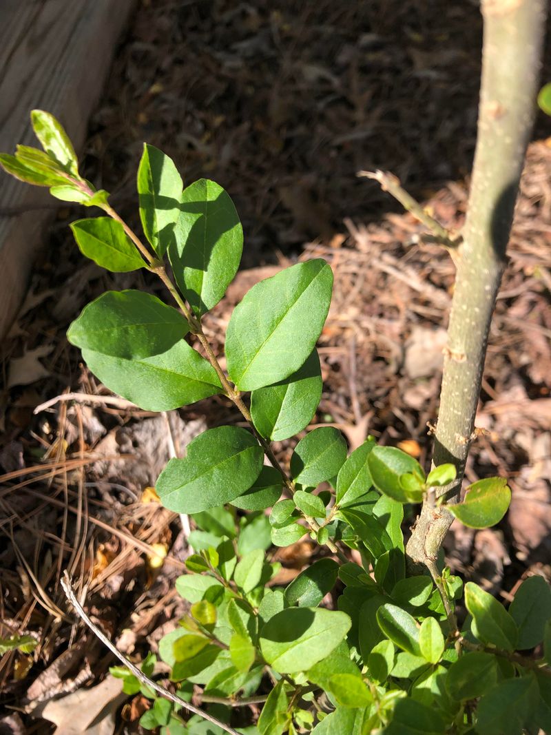 Small Seedlings Are Easier To Manage Early On