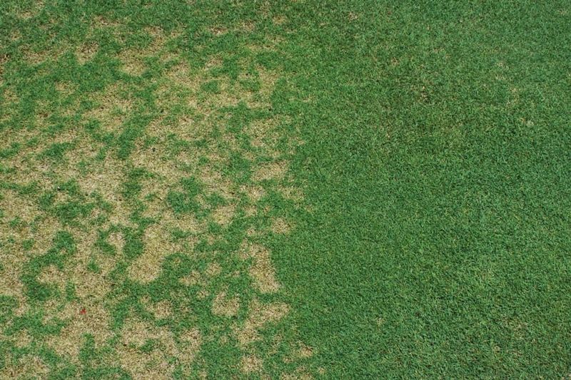 Small Straw-Colored Spots