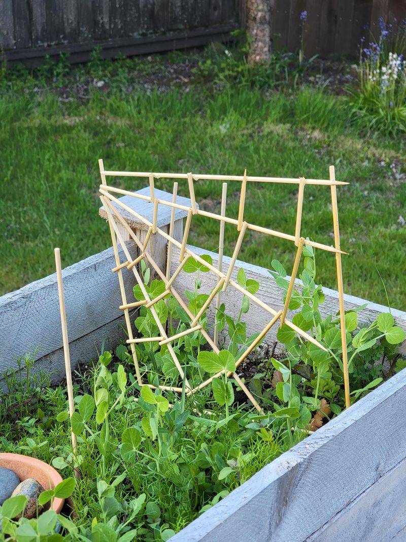 Small Trellises For Peas And Beans
