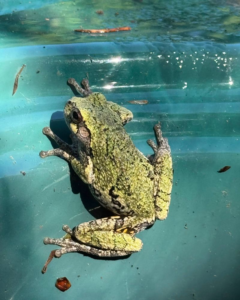Small Water Features Make Gardens More Frog-Friendly