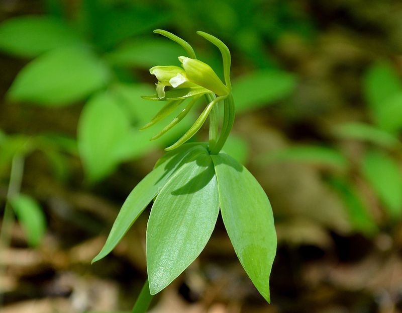 Small-Whorled Pogonia 