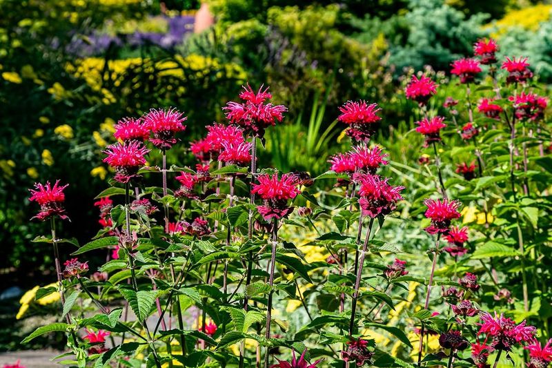 Smart Companion Planting That Works On Every Level