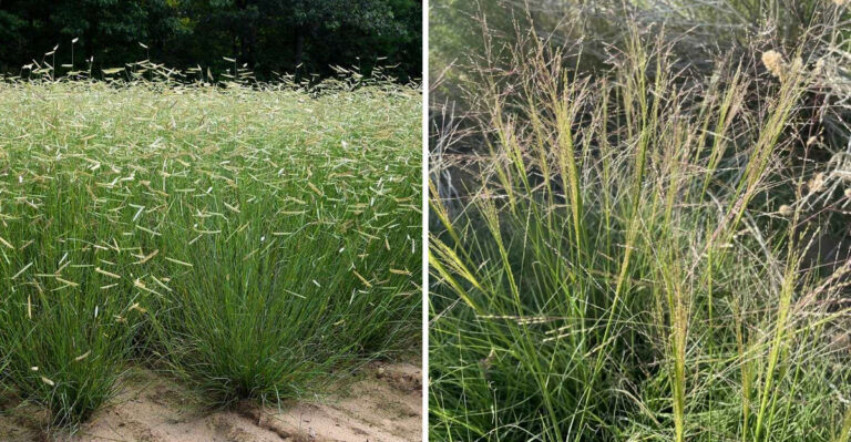 Smart Lawn Alternatives Replacing Fescue Grass In Arizona Yards