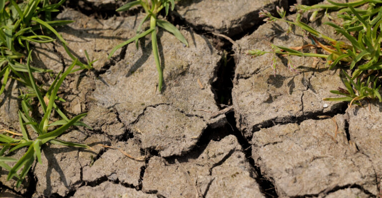 Smart Maryland Garden Moves To Make Before A Drought Summer Gets Worse