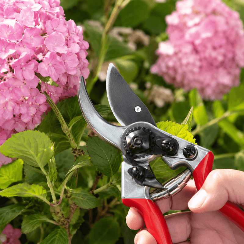 Smart Pruning Protects Next Season's Flowers Smart Pruning Protects Next Season's Flowers