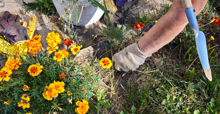 pulling weeds
