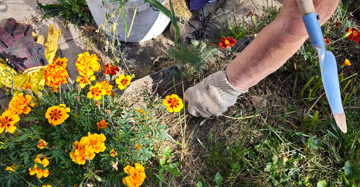 pulling weeds